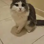 مجموعه قطط للتبني