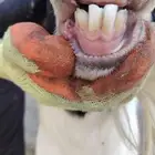 فحل بور مشروك