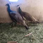 زوج طاووس هندي منتج