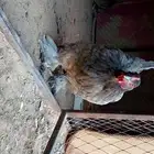 دجاج