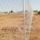 توريد وزراعة نخل الواشنطنياء والنخل العربي والاشجار بانو