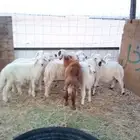 بهم حري تربيه طيبه