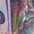 يوجد لدينا جميع انواع النخيل المثمرة وزينه