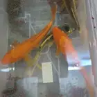 سمك كوى كبير