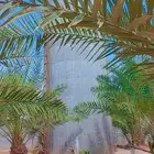 الخرج الهياثم العفجه نجديه الرحمانيه الشديده الرفايع العتيق