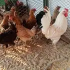 دجاج وديوك بلدي منتجه