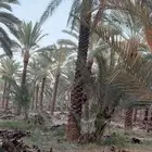 مشتل بيع الزهور والشتلات الزراعيه بجميع انواعها مع الصيانه ا