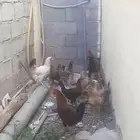 ديك بلدي احمر ممتاز مافي اي مشكله يظرب ويسبح ماقد سام