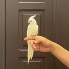 فرخ كروان لاتينو عيون حمرا