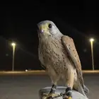 شخبوط او ب ا ش ف