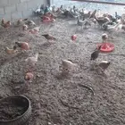 صوص دجاج بلدي العمر 3 شهور ونص الصحة طيبة 50 جوز