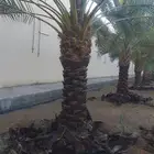 توريد فسايل ونخيل واشنطني