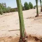 مقاول نخيل