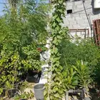 مزارع ومنسق حدائق