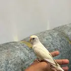 بادجي للبيع