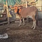 بقر للبيع