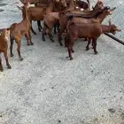 تيوس دهم كله ذكور (تم البيع)