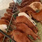 سواكن تبارك الله مرابي 3 شهور ممتازه