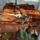 اللي يدور سواكن طيبة مرابي 3 شهور وسعر ممتاز