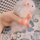 ذكر هامستر سوري اليف