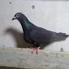 حمام زاجل انثى الون اسود