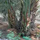 نخل مثمرة اخلاص برحي سكري صقعي مجدول