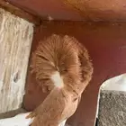 جاكوبين