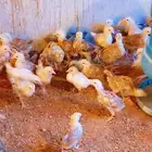 صوص دجاج بلدي هجين تركي