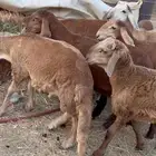 طليان سواكني حمريات سمان