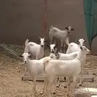 سته غنم بيشي بالفحل