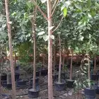 مشاتل الدمام طريق الجبيل بسعر الجمله