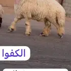 جدعان نعيم صنف فاخر للبيع