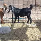 جفرتين مقفلات