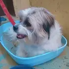 كلب شيتزو أنثى العمر 8 أشهر الإسم لوسي