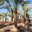 ابومحمد لتوريد جميع انواع النخيل المثمر تواصل