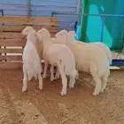 طليان حريه