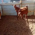 فحول جنوبيات