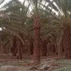 لدينا جميع انواع التكريم وتشويق وتنظيف