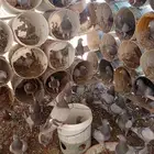 حمام فرنسي جامبو