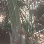 فسايل عجوه مجدول