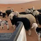 غنم للنجد عدد 19 راس مواليد