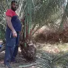 نخل مثمرة اخلاص برحي سكري صقعي مجدول برحي هلالي شيشي عجوه