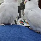 للبيع روز البينو
