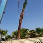 نخل زينه واشنطني للبيع نخيل واشنطنيا