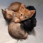 قطط للتبني شرورة