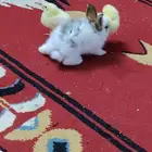 ارنب للبيع ويوجد غيرها