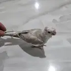 ببغاء كروان هولندي جميل جدأ وأليف و هدد العمر 1شهر غر