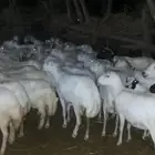 ضان رفيديات العدد 90 منهم 10 ولدت والباقي قرايب دفيع على شرط