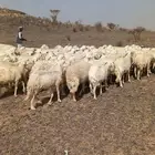 غنم للبيع حريات مقنوي حارش