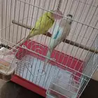 طيور بادجي للبيع